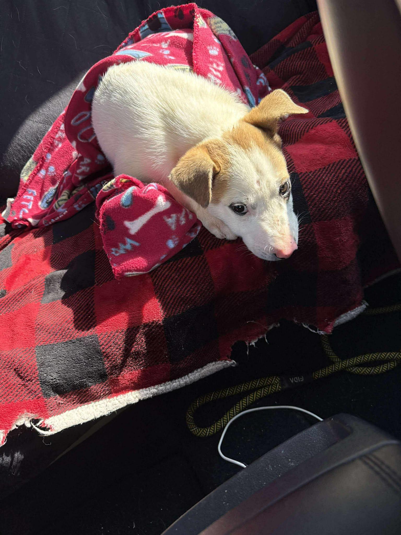 Enlarge Spike , a Adoptable mixed breed in Elkhorn, WI image 3/3