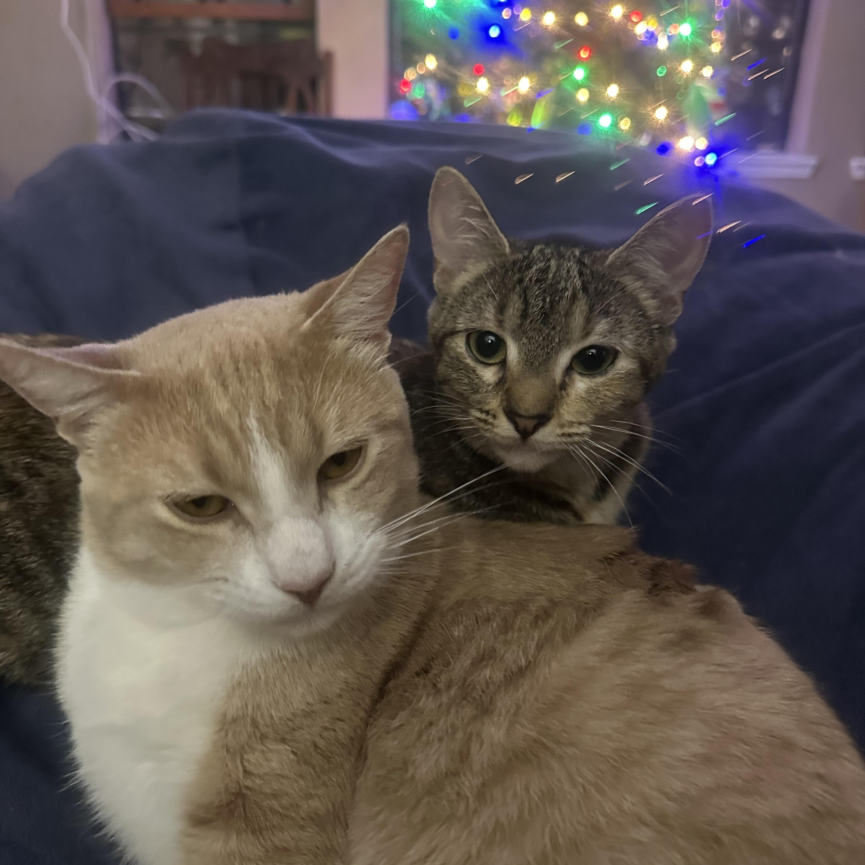 Jaebee and Tipper INDOOR ONLY, Adoptable, Adult Male Domestic Short Hair.