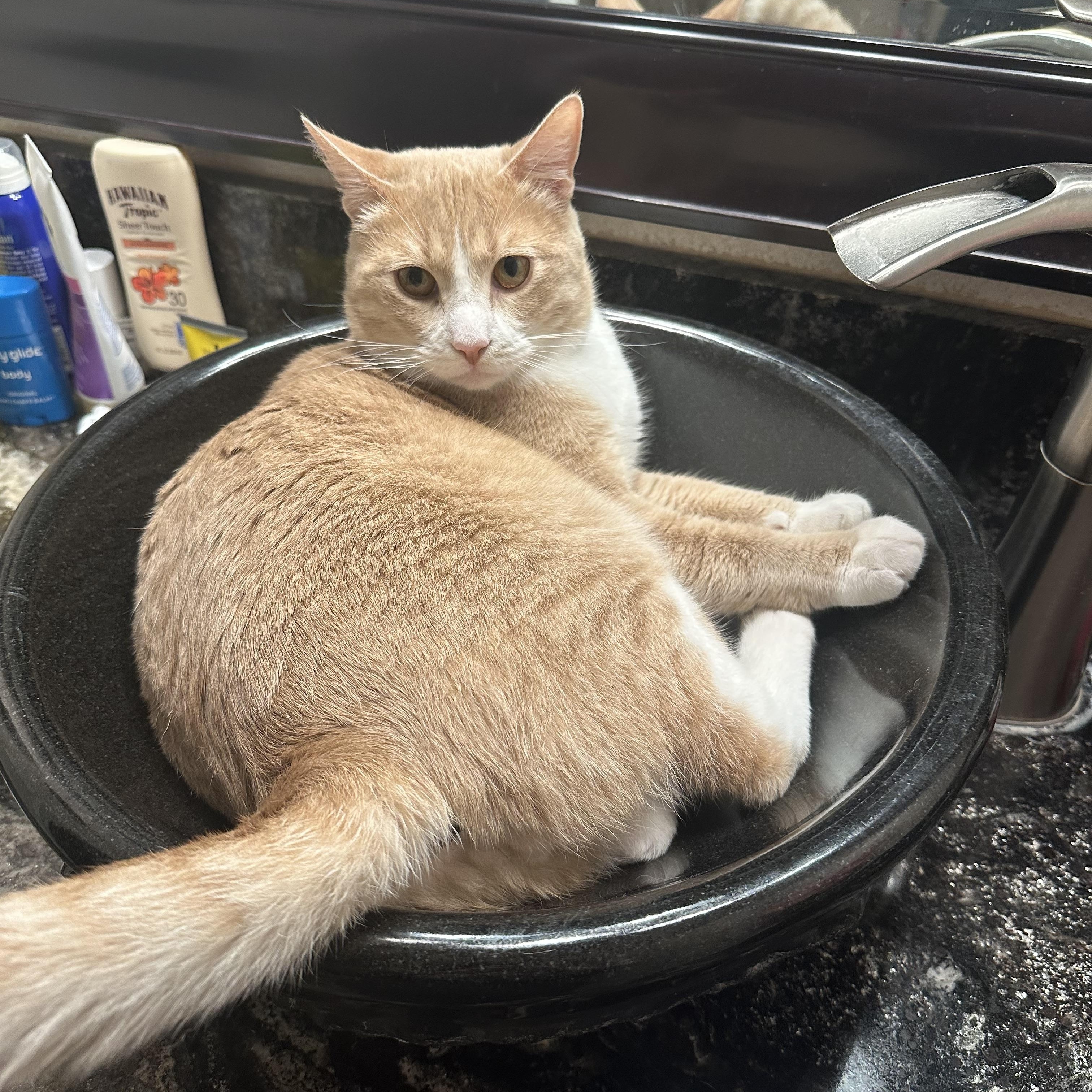 Enlarge Jaebee and Tipper INDOOR ONLY, a Adoptable mixed breed in Stockton, CA image 3/6