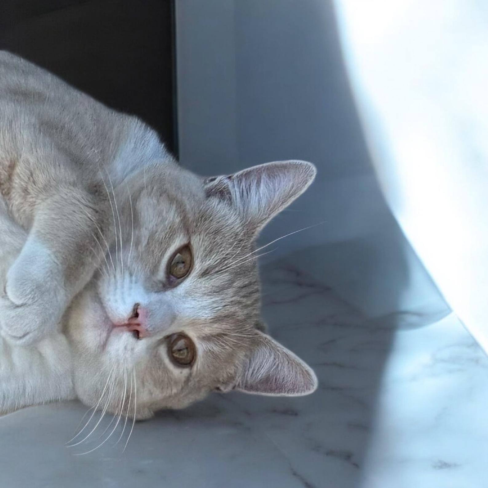 Enlarge Jaebee and Tipper INDOOR ONLY, a Adoptable mixed breed in Stockton, CA image 2/6