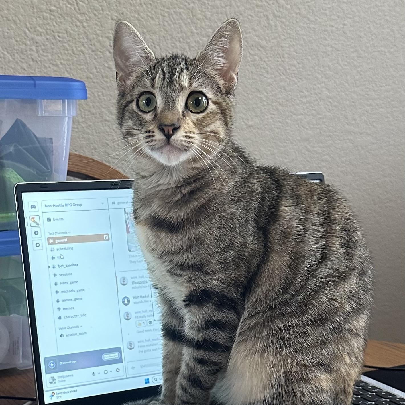 Enlarge Jaebee and Tipper INDOOR ONLY, a Adoptable mixed breed in Stockton, CA image 5/6