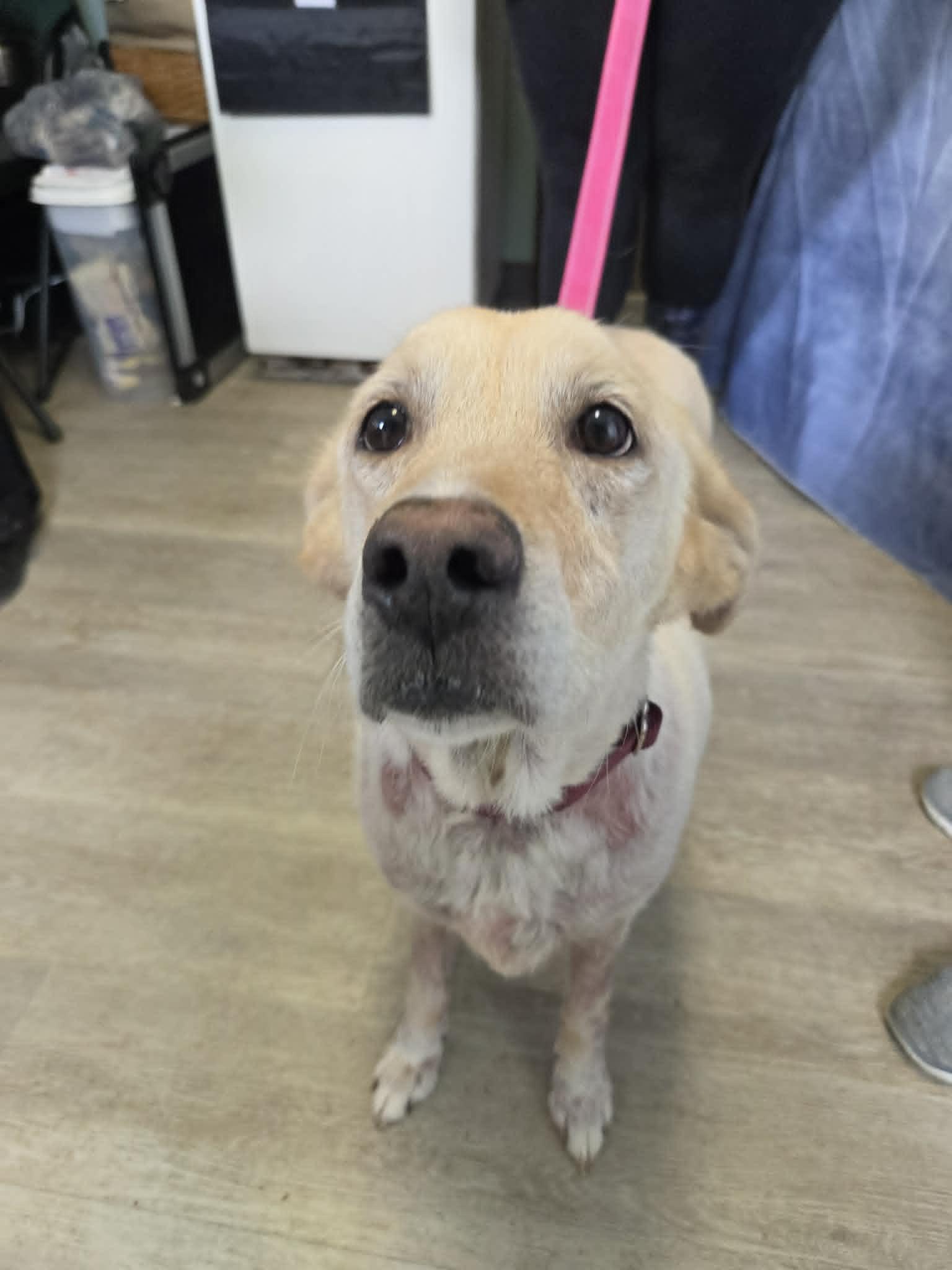 Athena Marie-Not Accepting Applications Yet!, ADOPTABLE, Adult Female Yellow Labrador Retriever & Australian Shepherd.