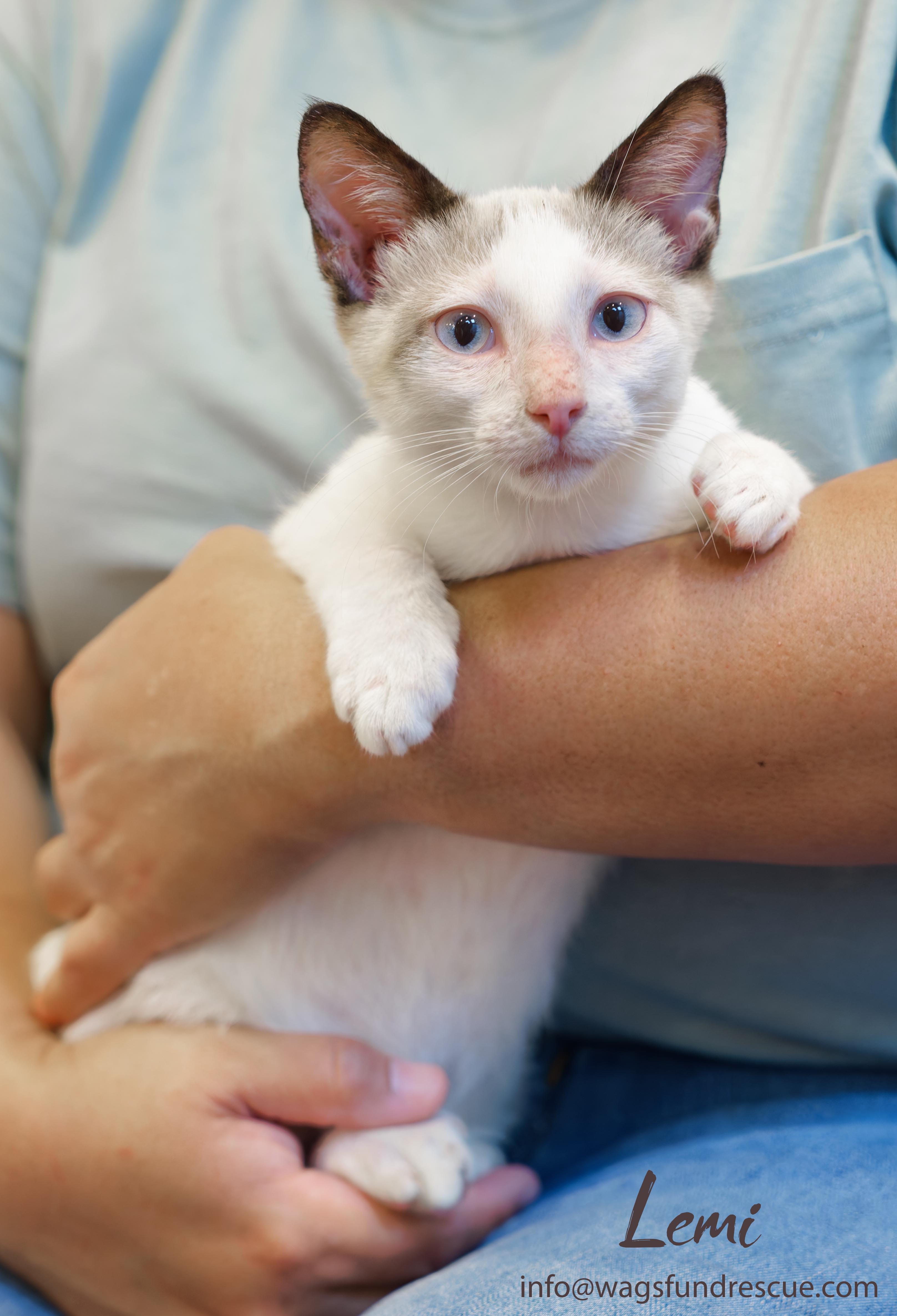 Lemi, a ADOPTABLE mixed breed in Houston, TX image 4/4