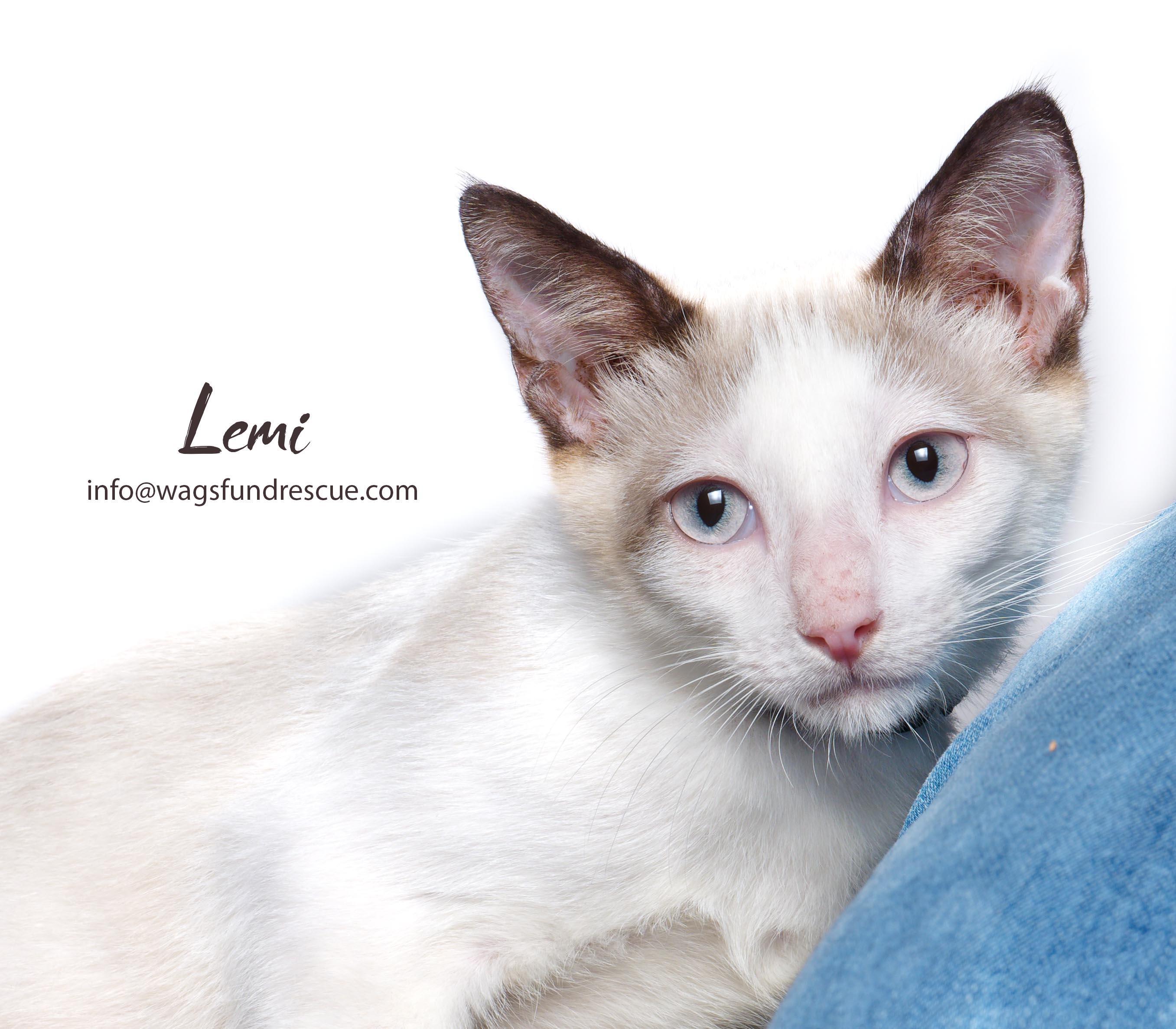 Lemi, a ADOPTABLE mixed breed in Houston, TX image 1/4