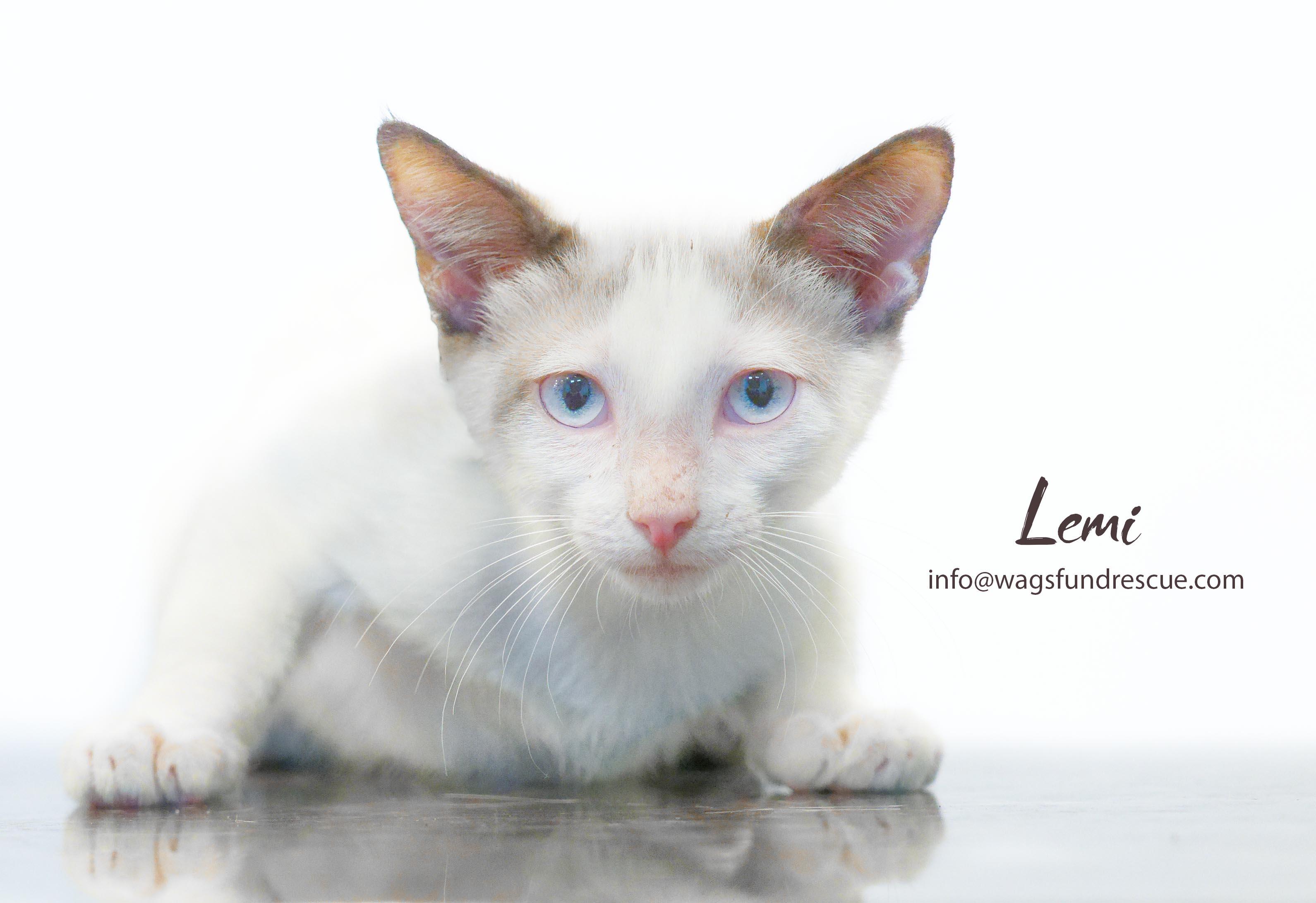 Lemi, a ADOPTABLE mixed breed in Houston, TX image 2/4