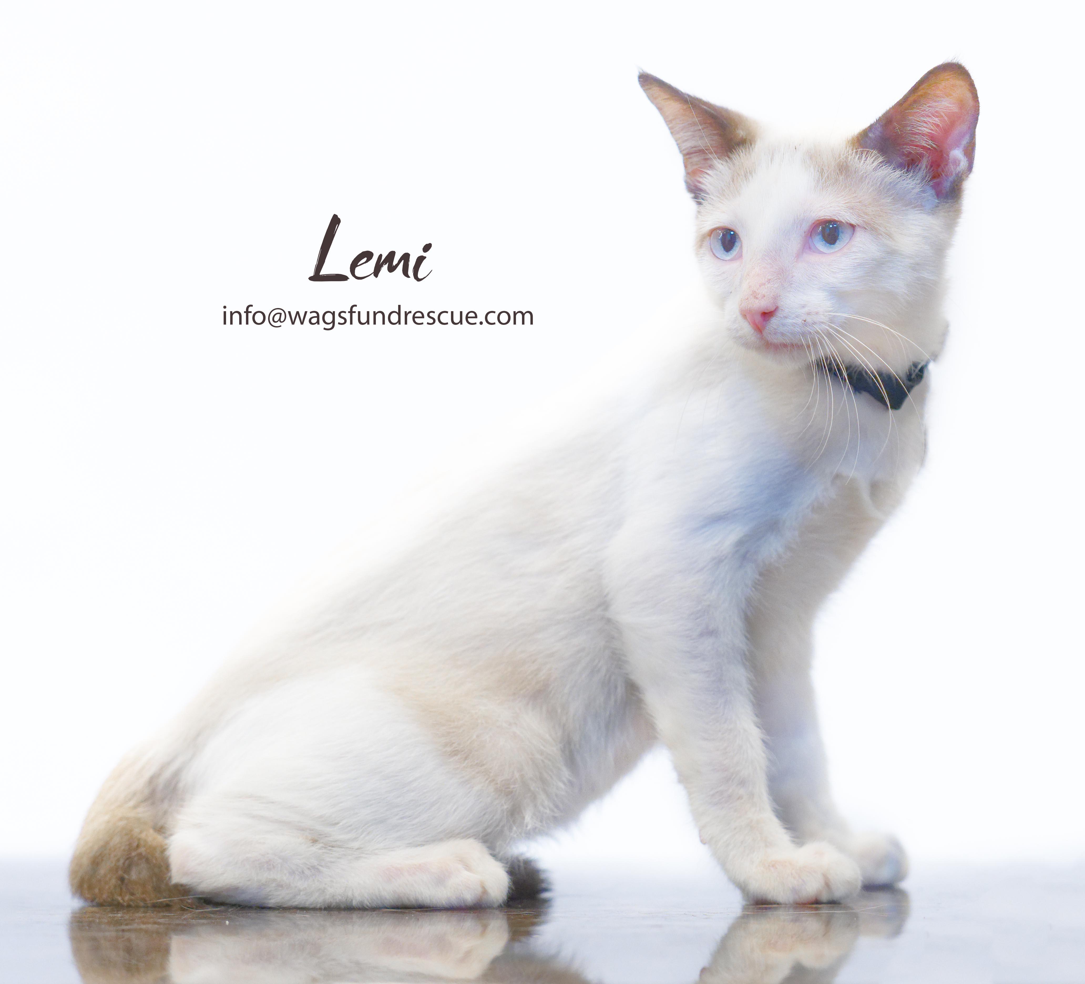 Lemi, a ADOPTABLE mixed breed in Houston, TX image 3/4