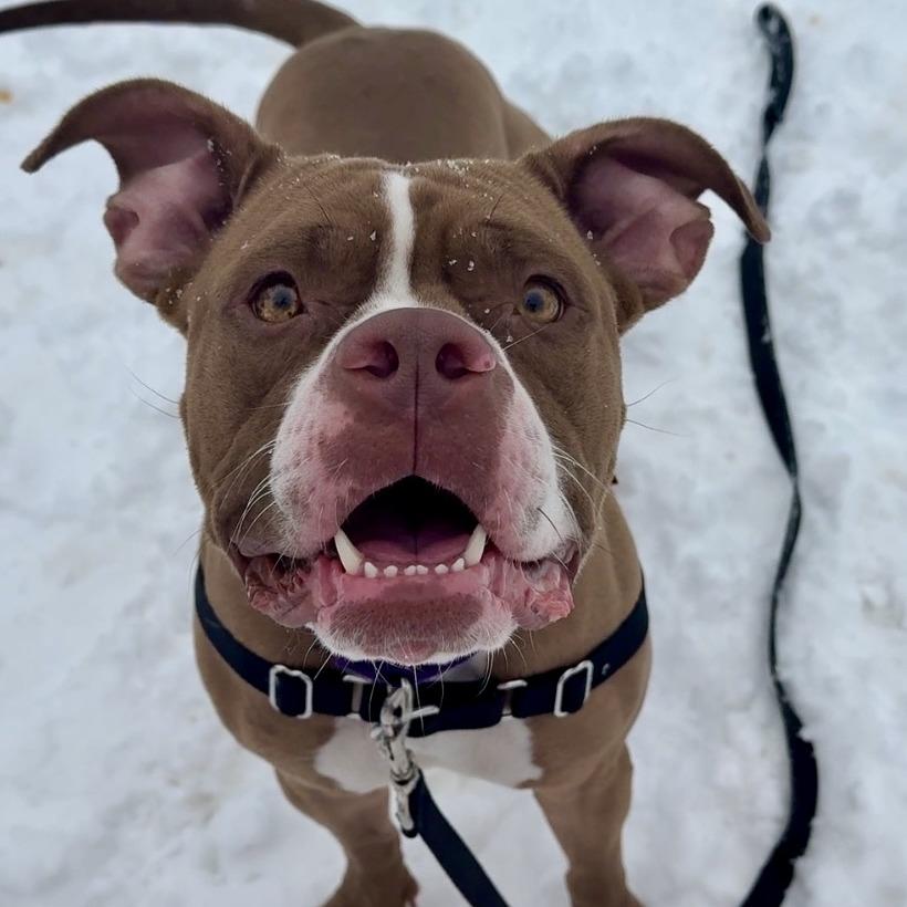 Enlarge Phoebe, a Adoptable Mixed Breed in Waukesha, WI image 2/3