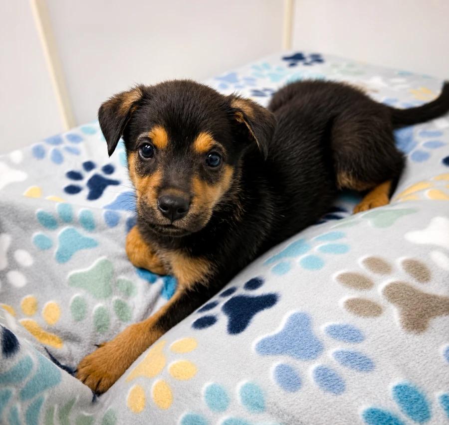 Butch, Adoptable, Puppy Male Mixed Breed.