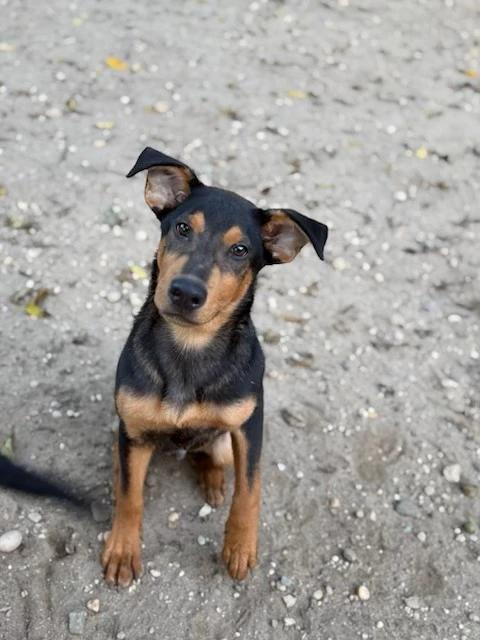 Enlarge Butch, a Adoptable mixed breed in Lindenhurst, NY image 2/2