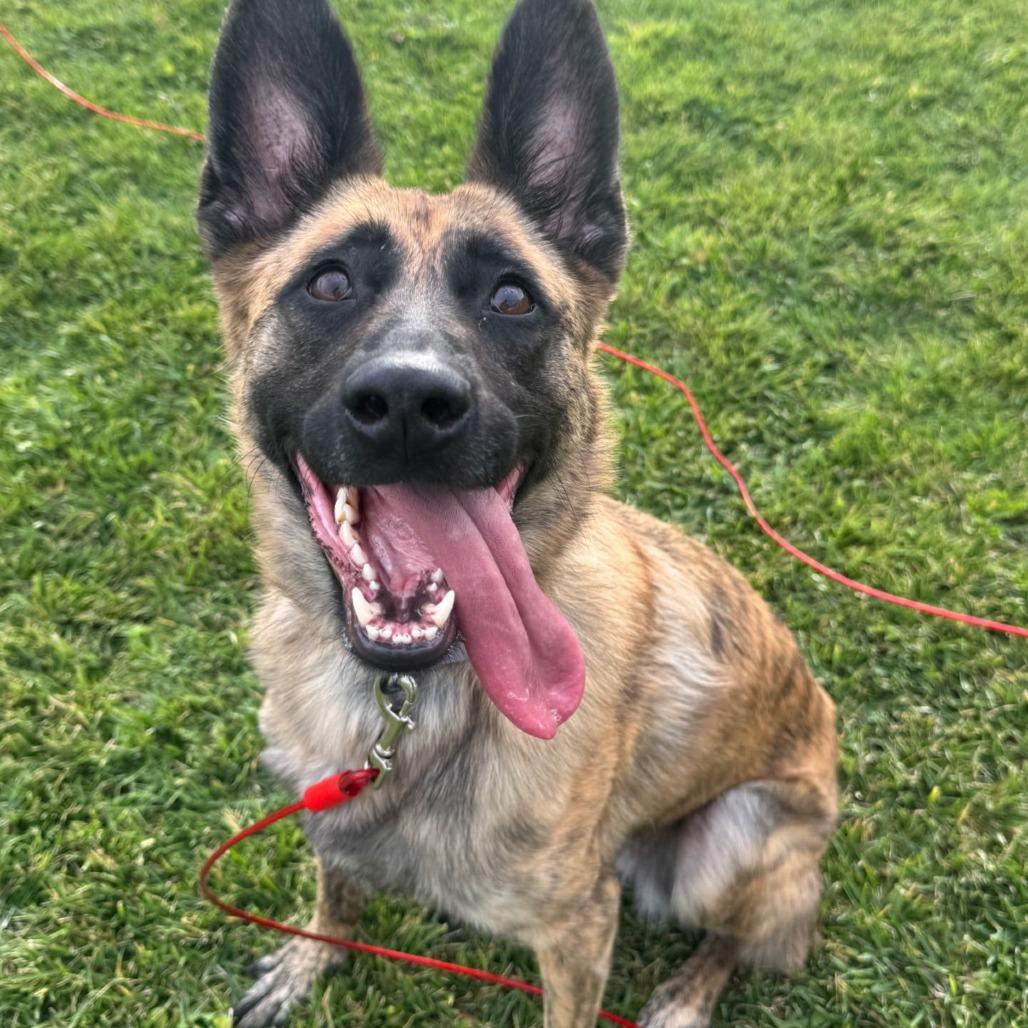 Matcha, Adoptable, Adult Female German Shepherd Dog & Dutch Shepherd.