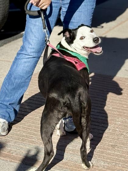 ELI/WEDNESDAY, Adoptable, Senior Female Pit Bull Terrier & Mixed Breed.