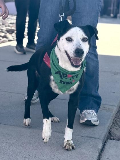 Enlarge ELI/WEDNESDAY, a Adoptable mixed breed in El Paso, TX image 2/3