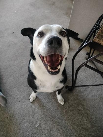 Enlarge ELI/WEDNESDAY, a Adoptable mixed breed in El Paso, TX image 3/3