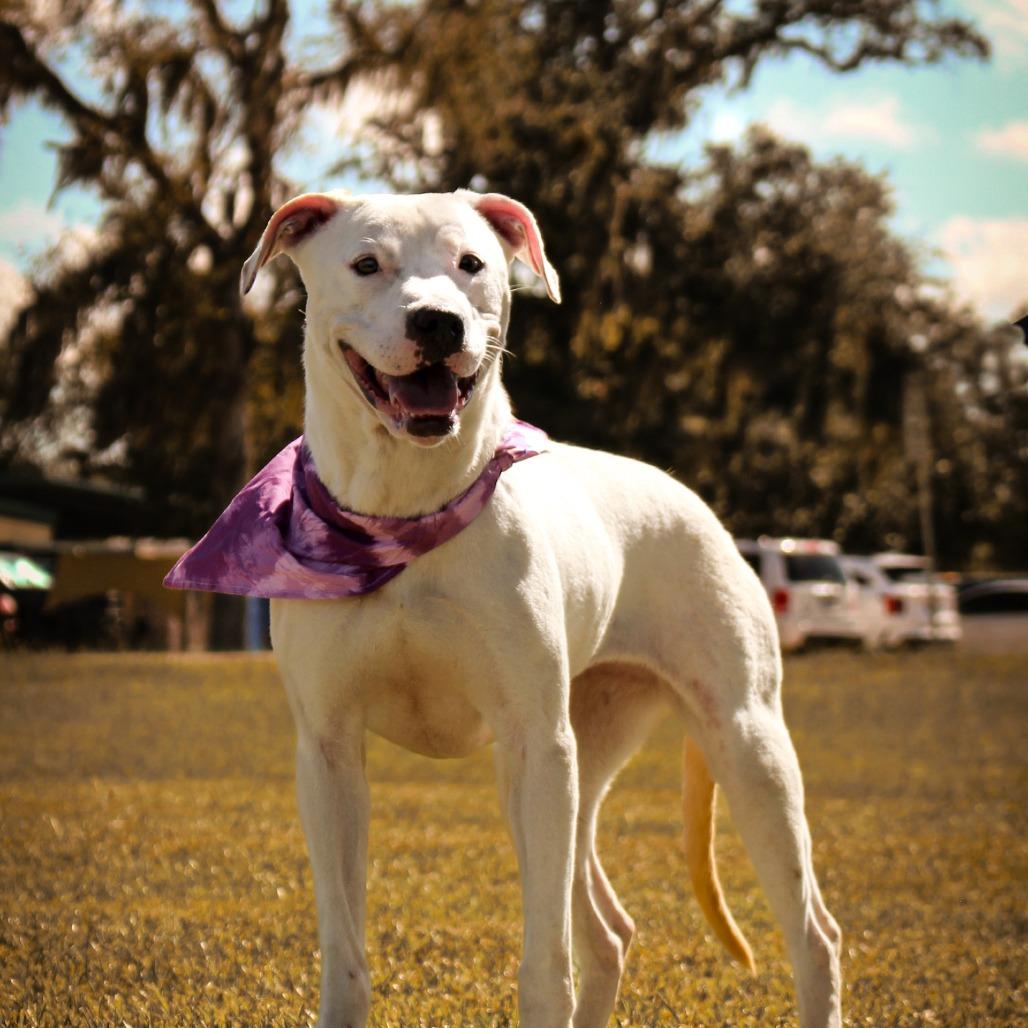 Enlarge Whimsy, a Adoptable Mixed Breed in Lake Jackson, TX image 1/3
