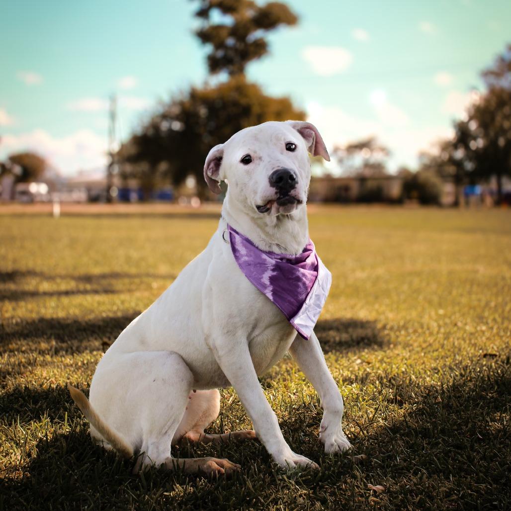 Enlarge Whimsy, a Adoptable Mixed Breed in Lake Jackson, TX image 2/3