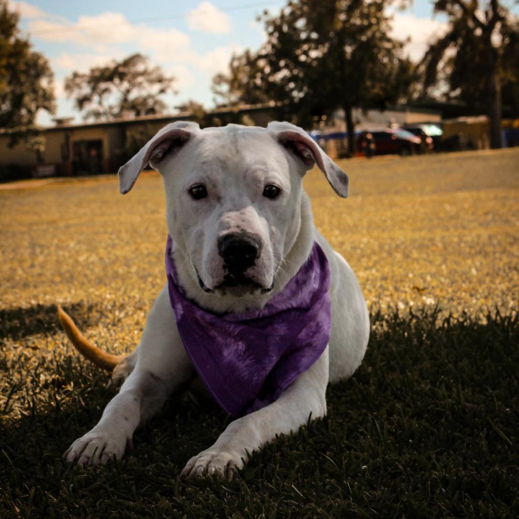 Enlarge Whimsy, a Adoptable Mixed Breed in Lake Jackson, TX image 3/3