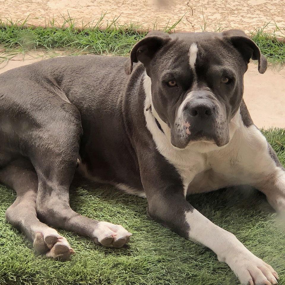 Enlarge Ghost (Courtesy post), a Adoptable American Staffordshire Terrier in Phoenix, AZ image 1/3