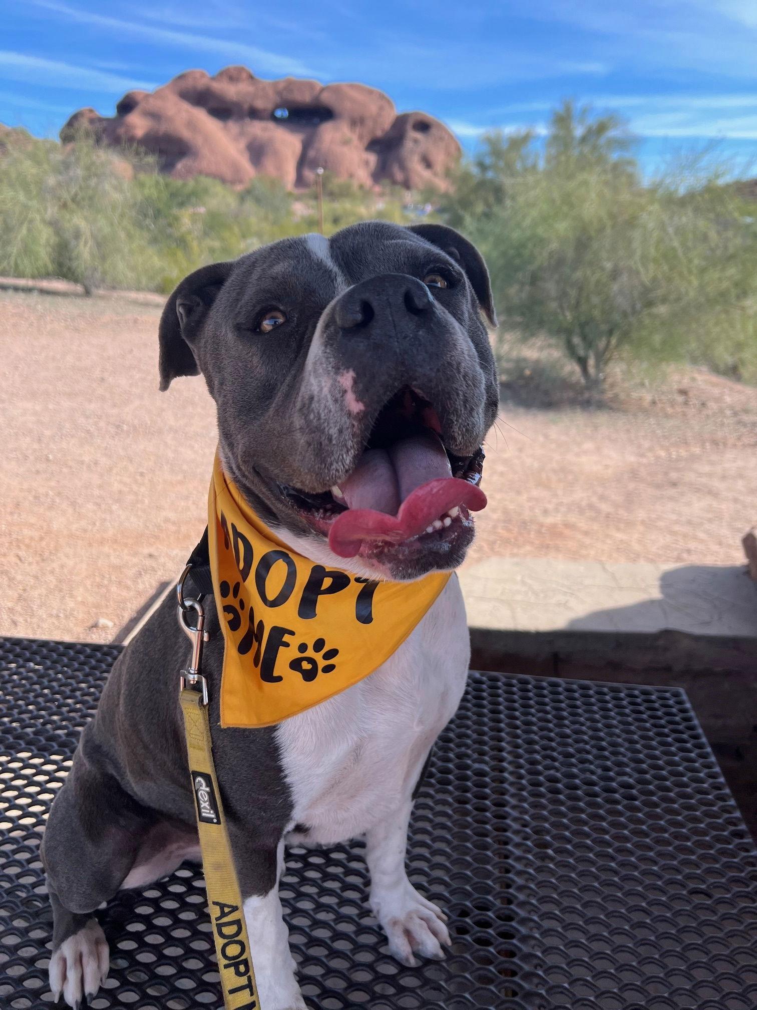 Ghost (Courtesy post), Adoptable, Adult Male American Staffordshire Terrier.