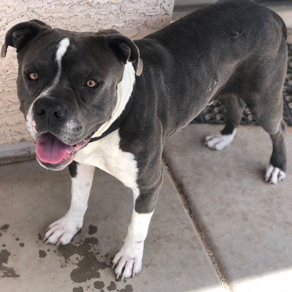 Enlarge Ghost (Courtesy post), a Adoptable American Staffordshire Terrier in Phoenix, AZ image 2/3