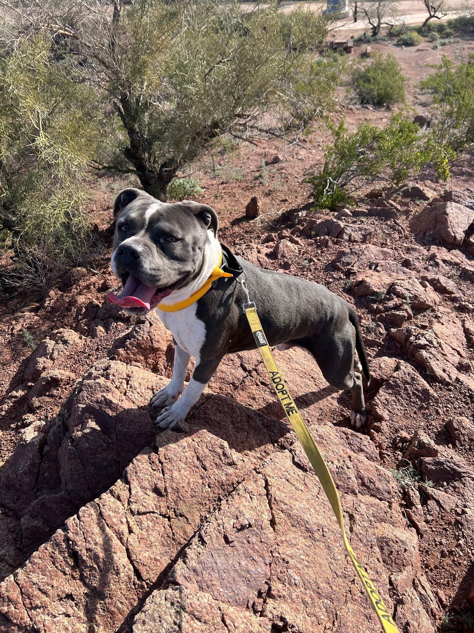 Enlarge Ghost (Courtesy post), a Adoptable American Staffordshire Terrier in Phoenix, AZ image 2/3