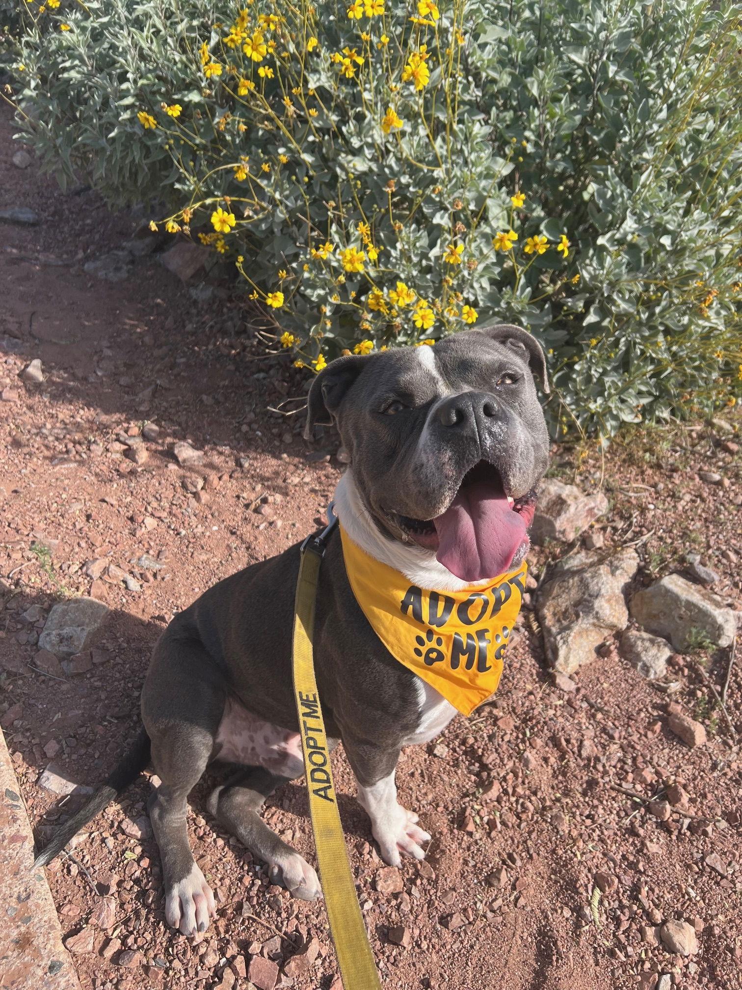 Enlarge Ghost (Courtesy post), a Adoptable American Staffordshire Terrier in Phoenix, AZ image 3/3