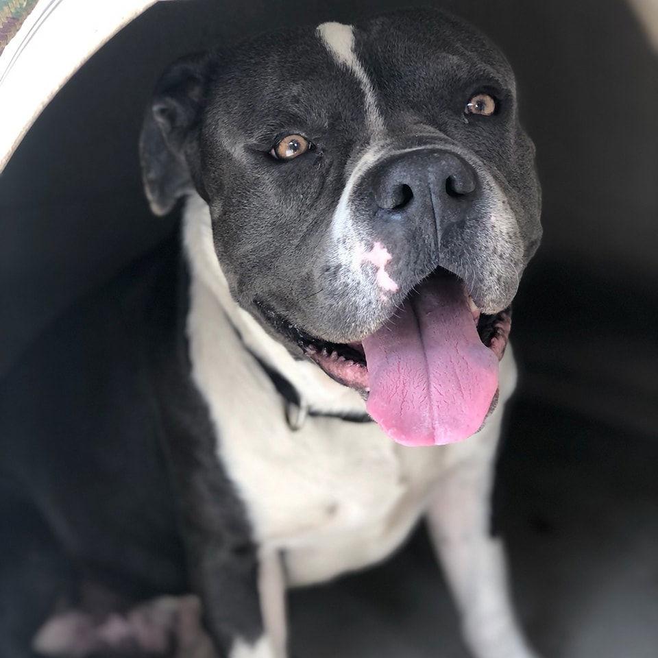 Enlarge Ghost (Courtesy post), a Adoptable American Staffordshire Terrier in Phoenix, AZ image 3/3