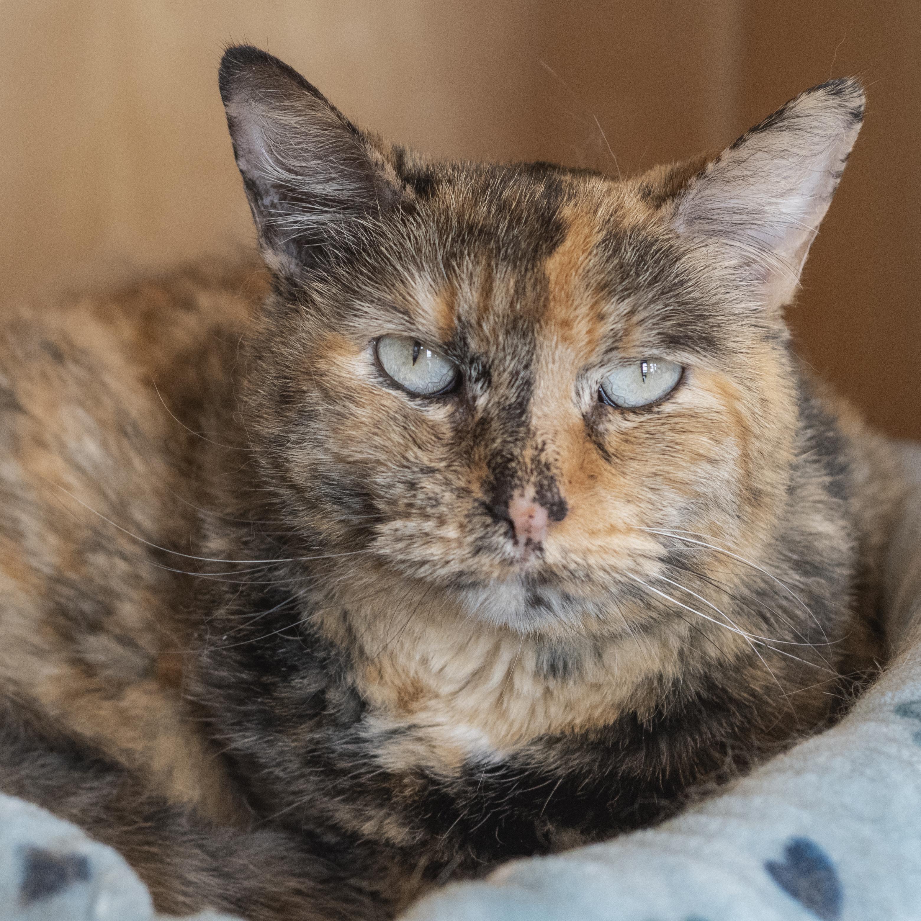 Enlarge Paris, a ADOPTABLE Domestic Short Hair in Pontiac, MI image 1/1