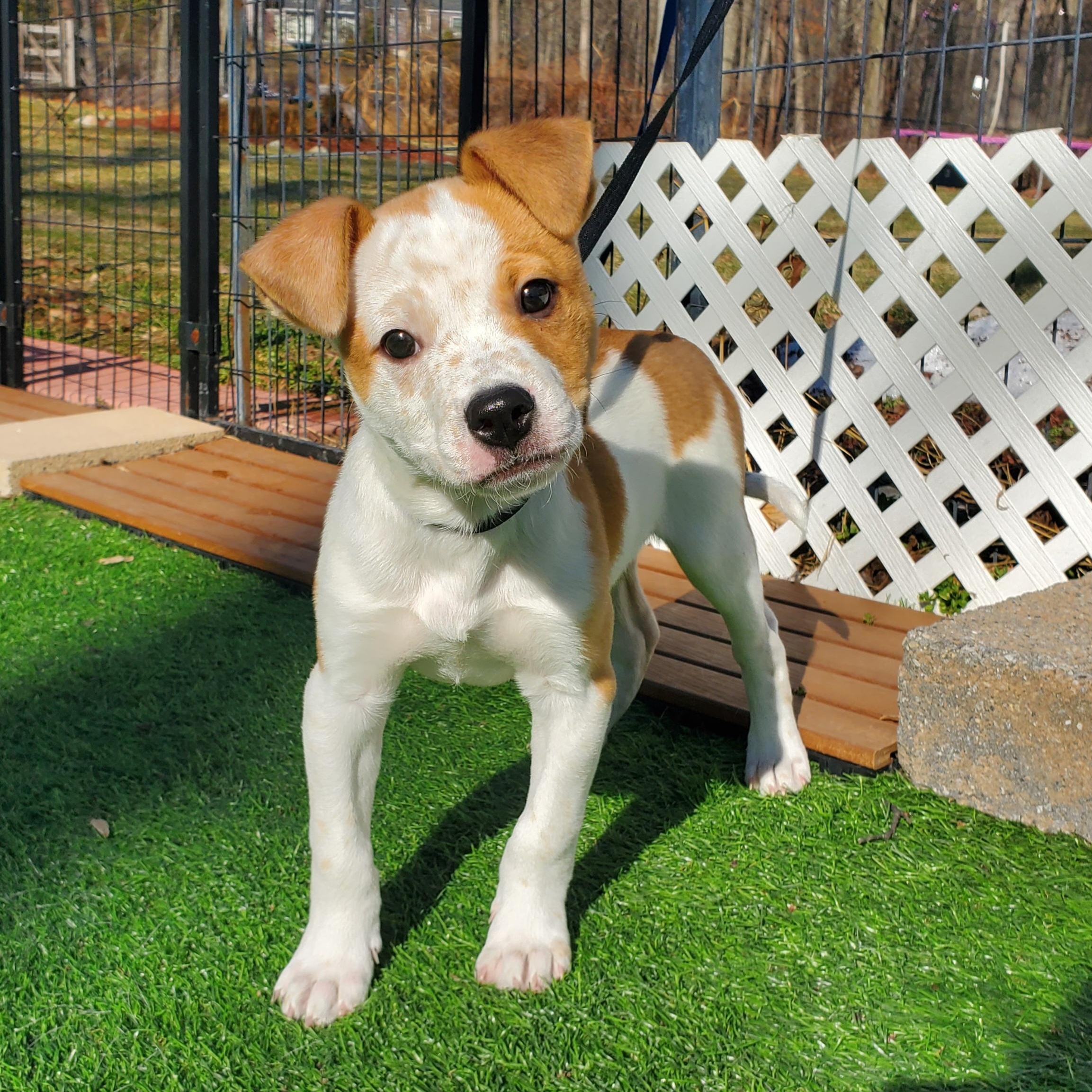 Enlarge Peter, a Adoptable mixed breed in Blairstown, NJ image 1/6