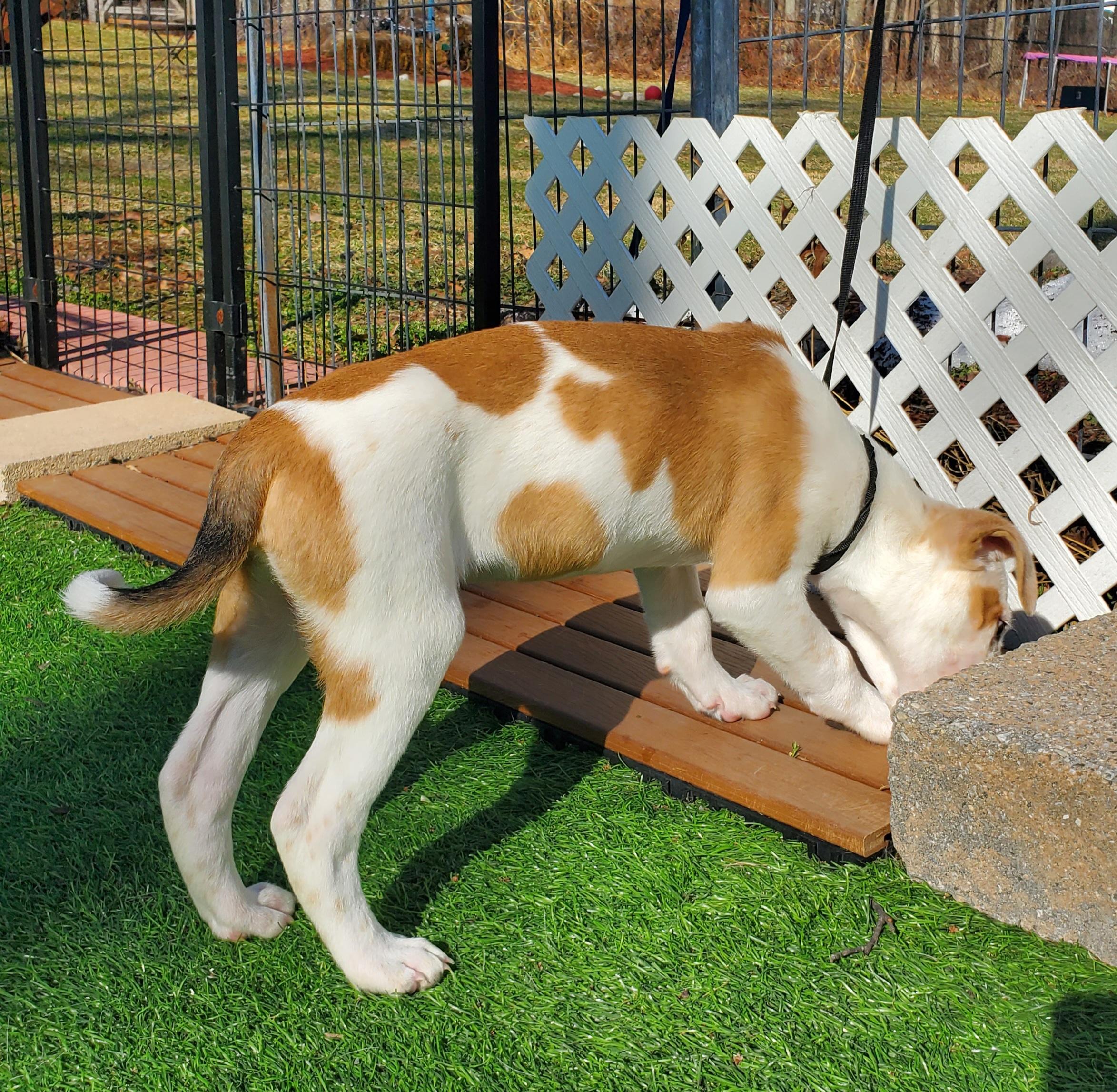 Enlarge Peter, a Adoptable mixed breed in Blairstown, NJ image 5/6