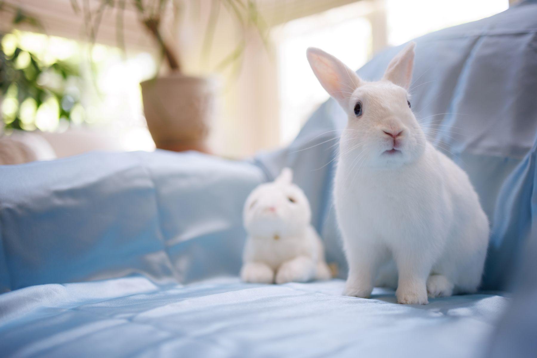 A sensitive sweet little guy who will steal your heart Baby Blue Eyes comes from a family of bunni