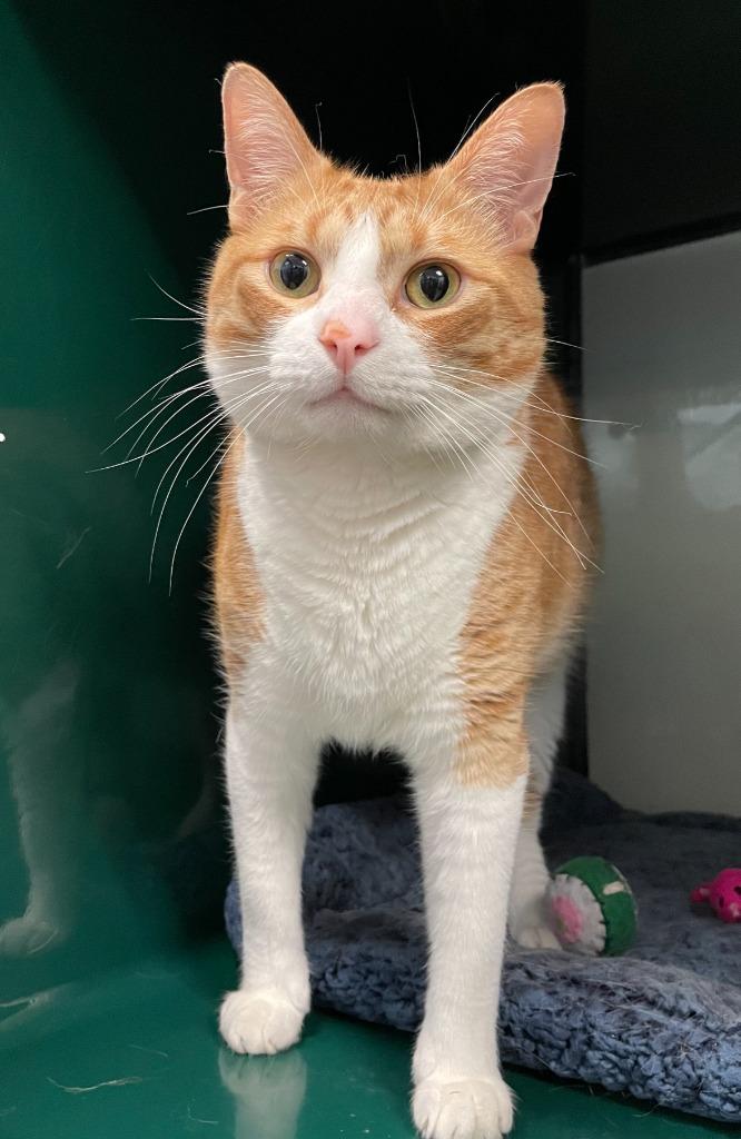 Nancy, Adoptable, Adult Female Domestic Short Hair.