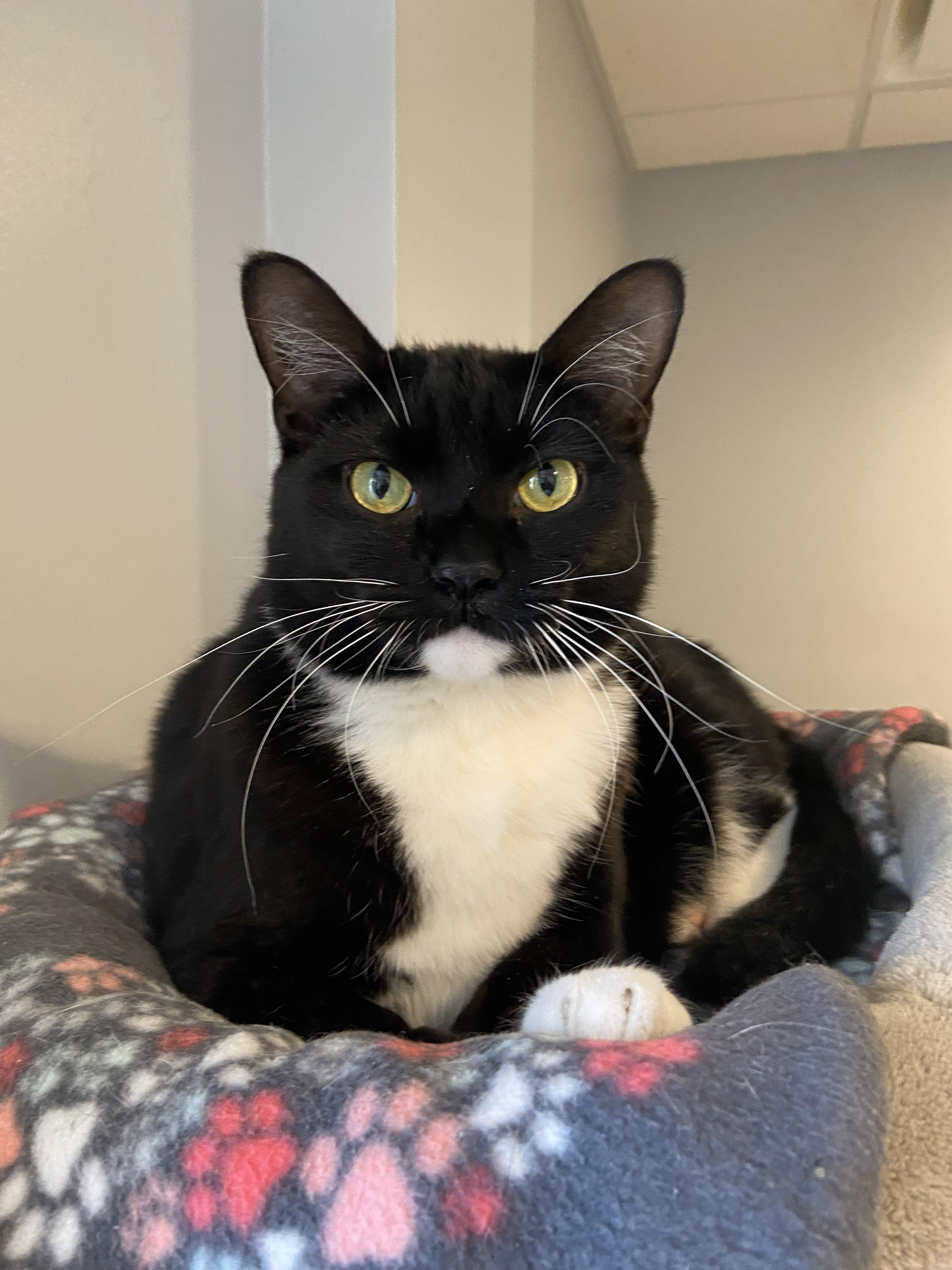 Enlarge Kiki, a ADOPTABLE Domestic Short Hair in Lincoln, NE image 1/1