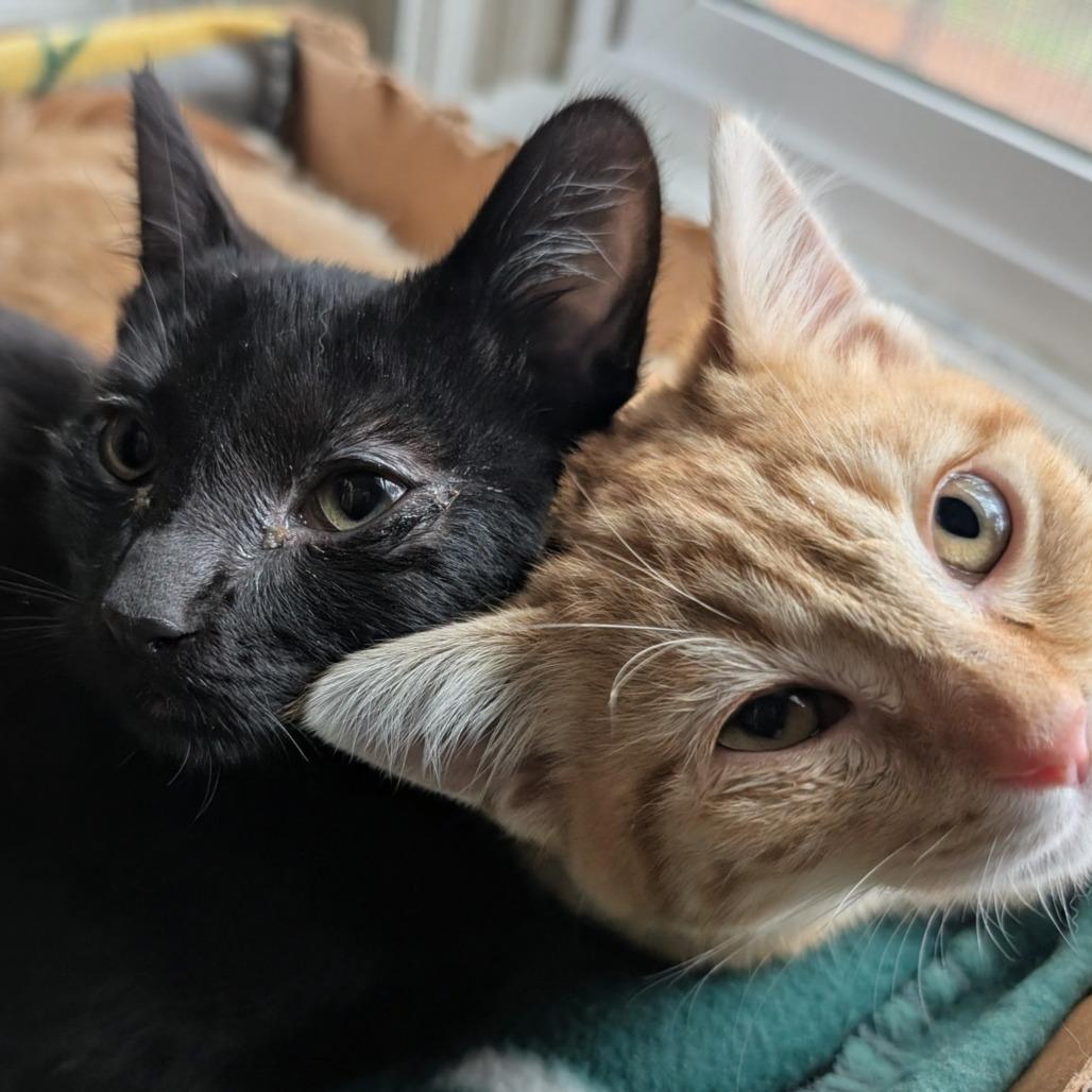 Mayor Mike, Adoptable, Young Male Domestic Short Hair.