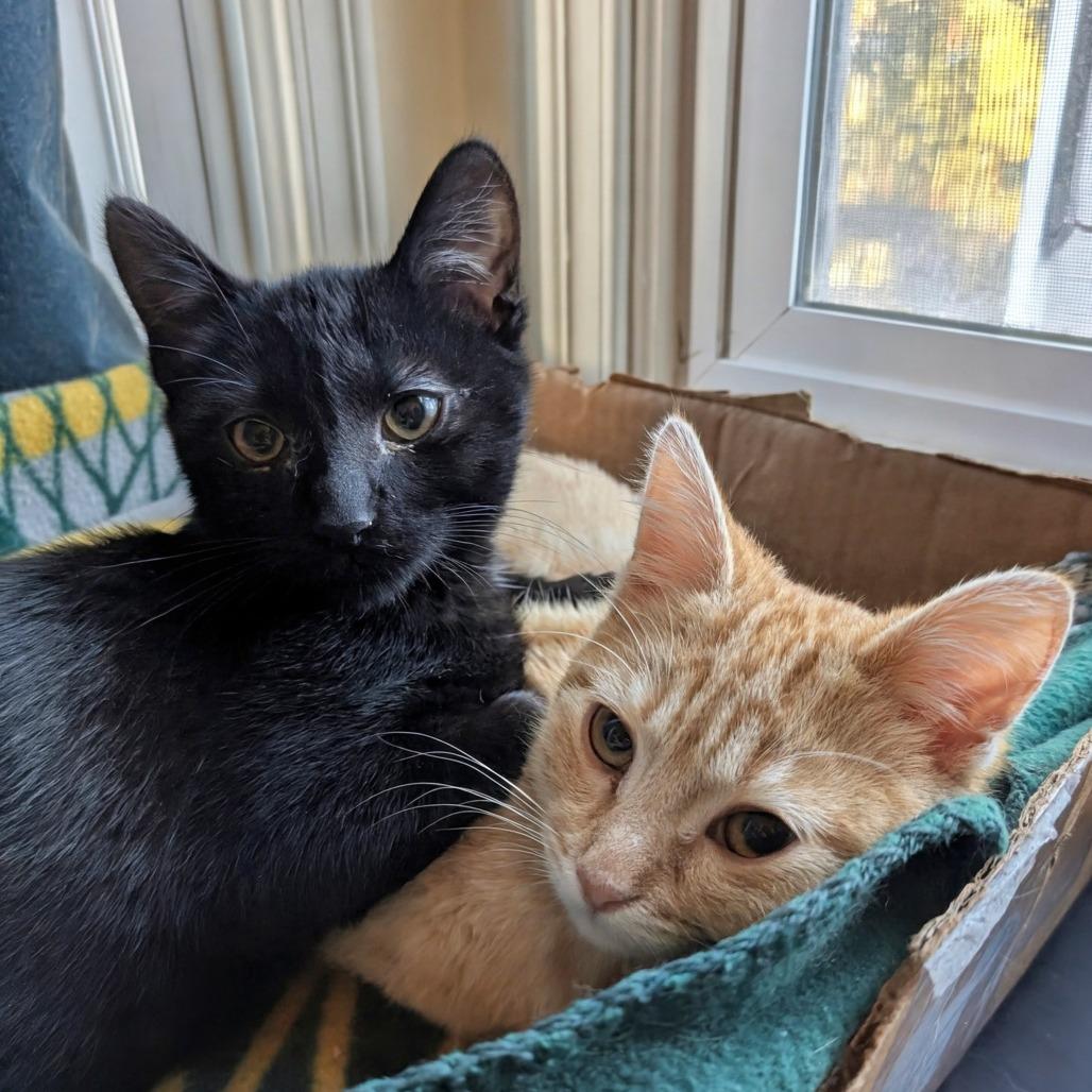 Enlarge Mayor Mike, a Adoptable Domestic Short Hair in Oakland, CA image 1/6