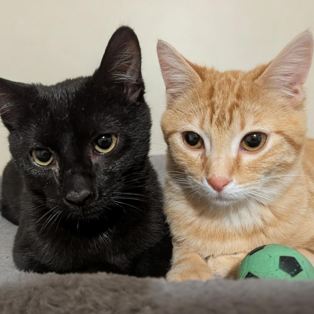 Enlarge Mayor Mike, a Adoptable Domestic Short Hair in Oakland, CA image 2/6