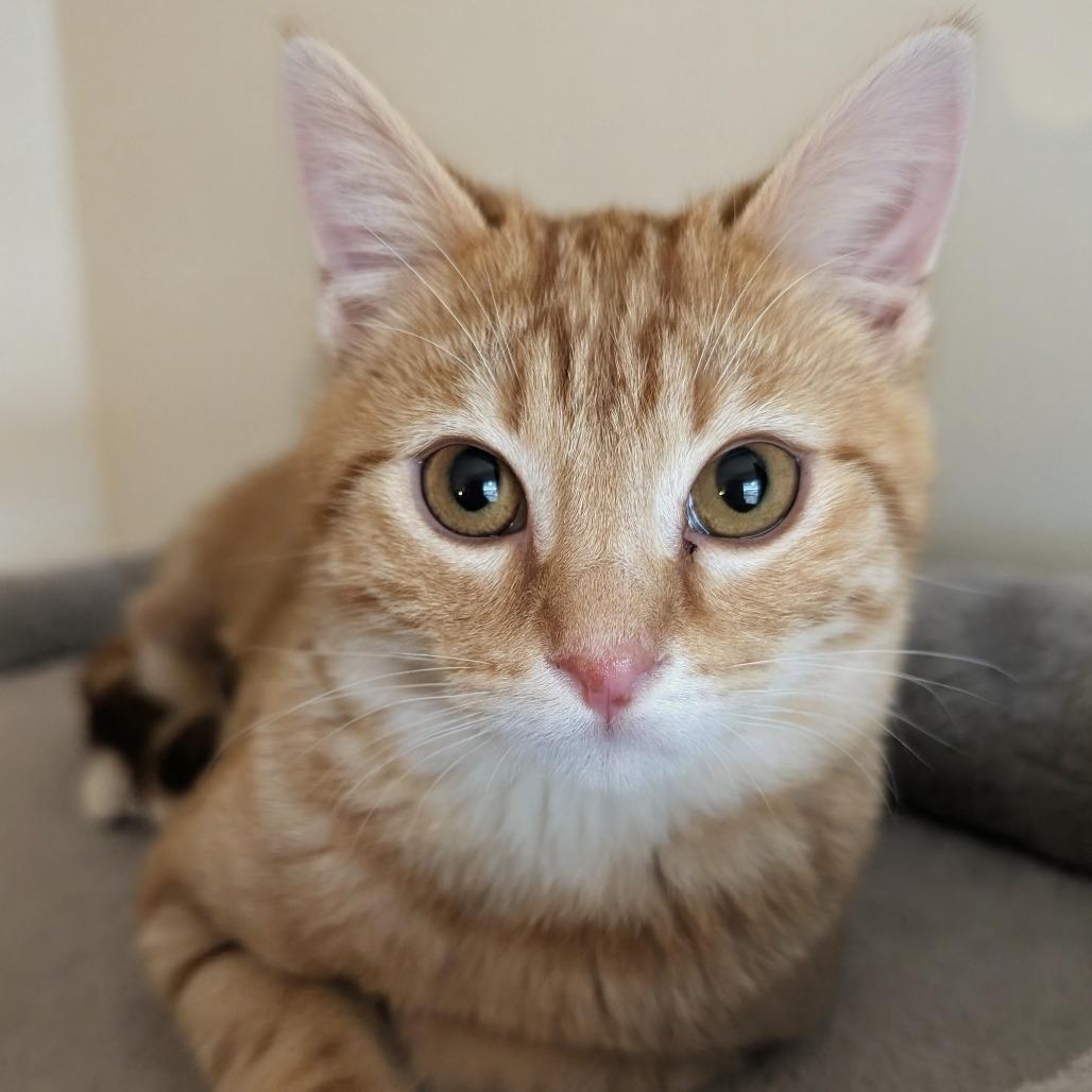 Enlarge Mayor Mike, a Adoptable Domestic Short Hair in Oakland, CA image 3/6