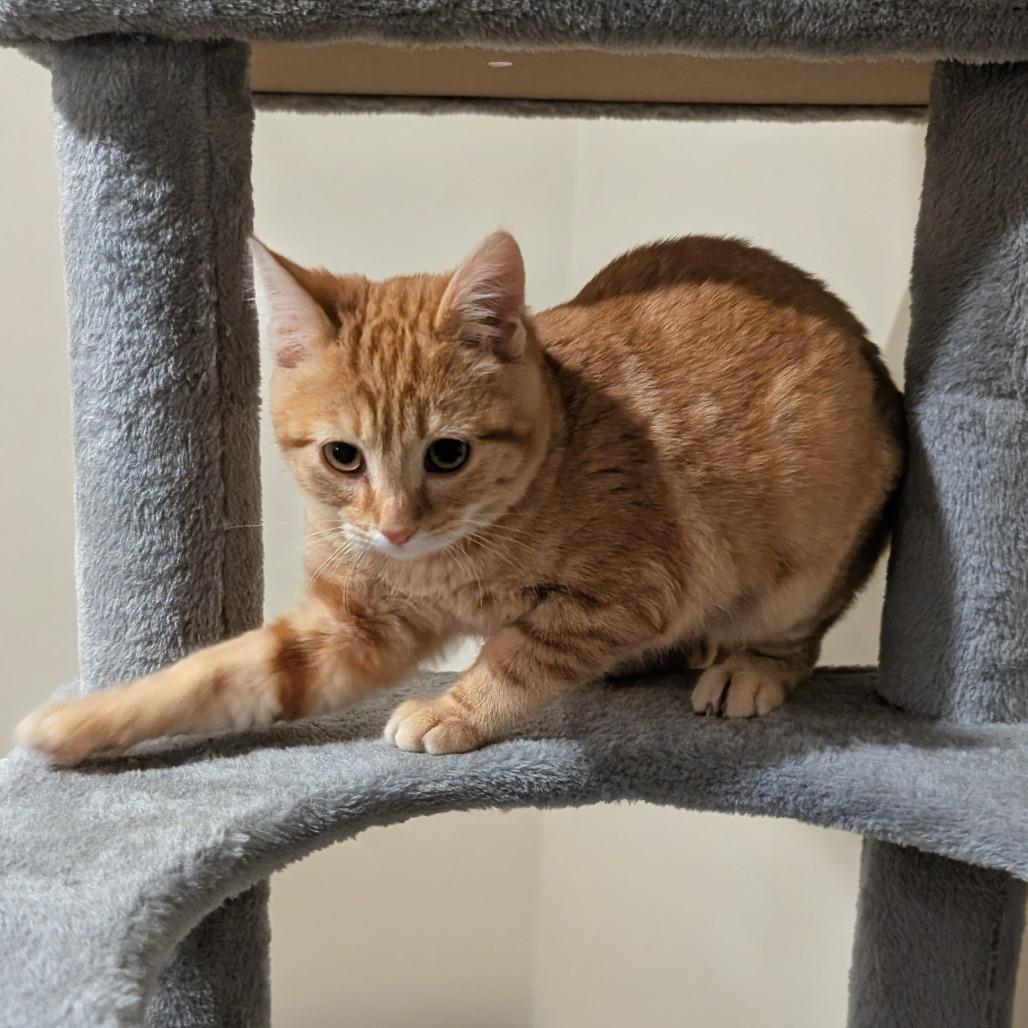 Enlarge Mayor Mike, a Adoptable Domestic Short Hair in Oakland, CA image 4/6