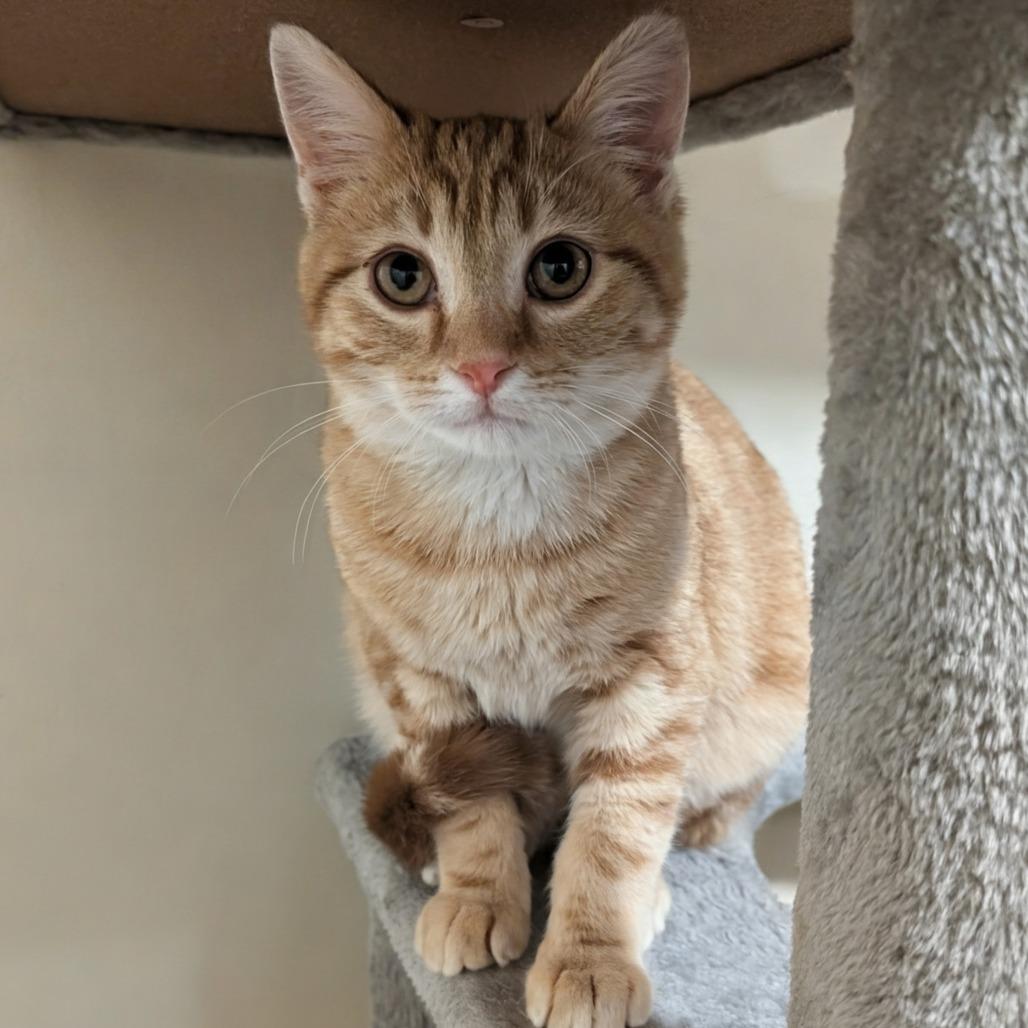 Enlarge Mayor Mike, a Adoptable Domestic Short Hair in Oakland, CA image 5/6