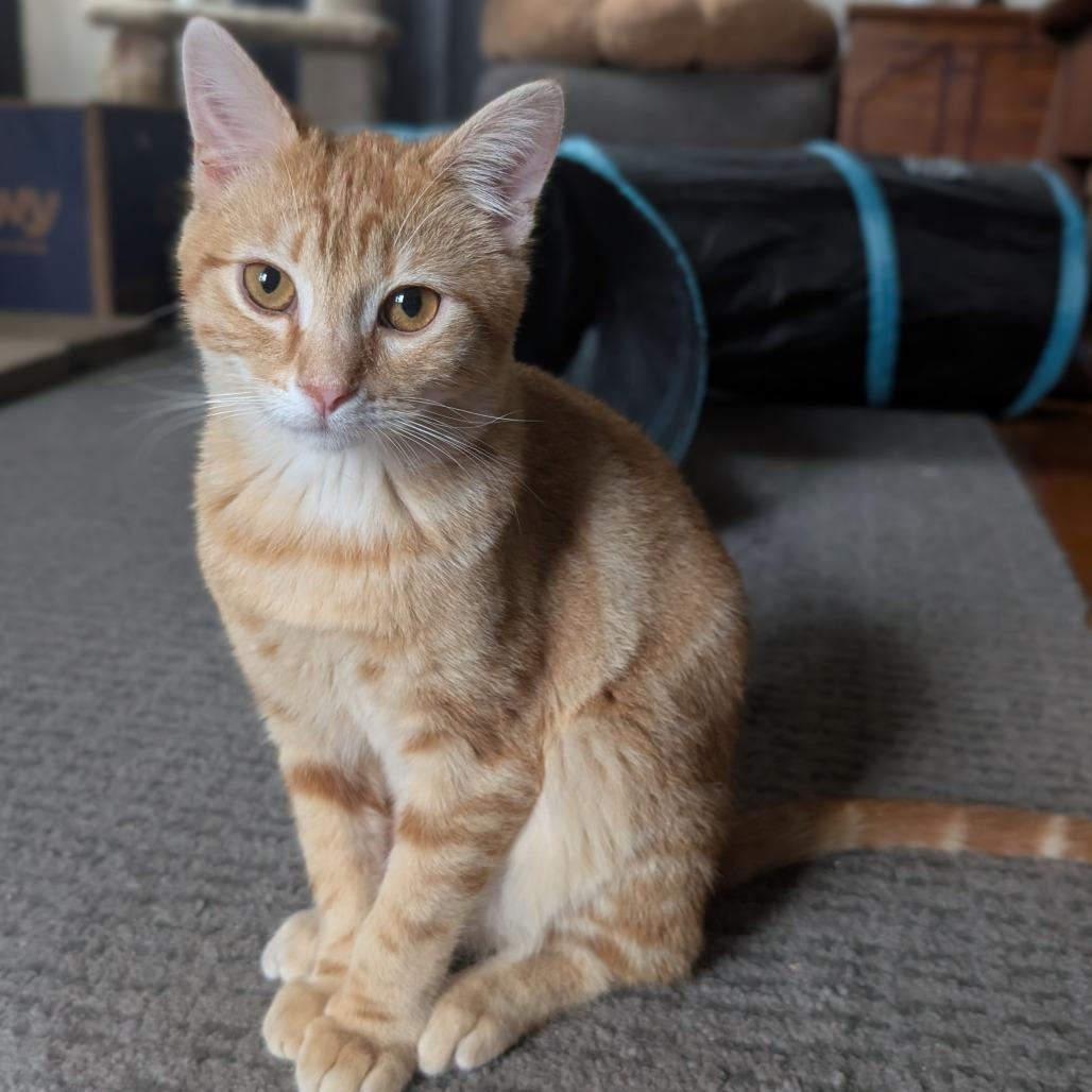 Enlarge Mayor Mike, a Adoptable Domestic Short Hair in Oakland, CA image 6/6