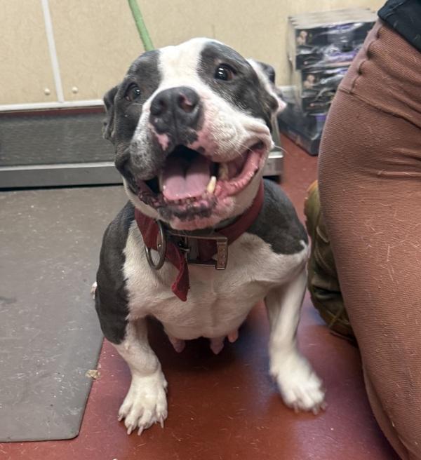 Missfit, Adoptable, Adult Female Pit Bull Terrier & American Bully.
