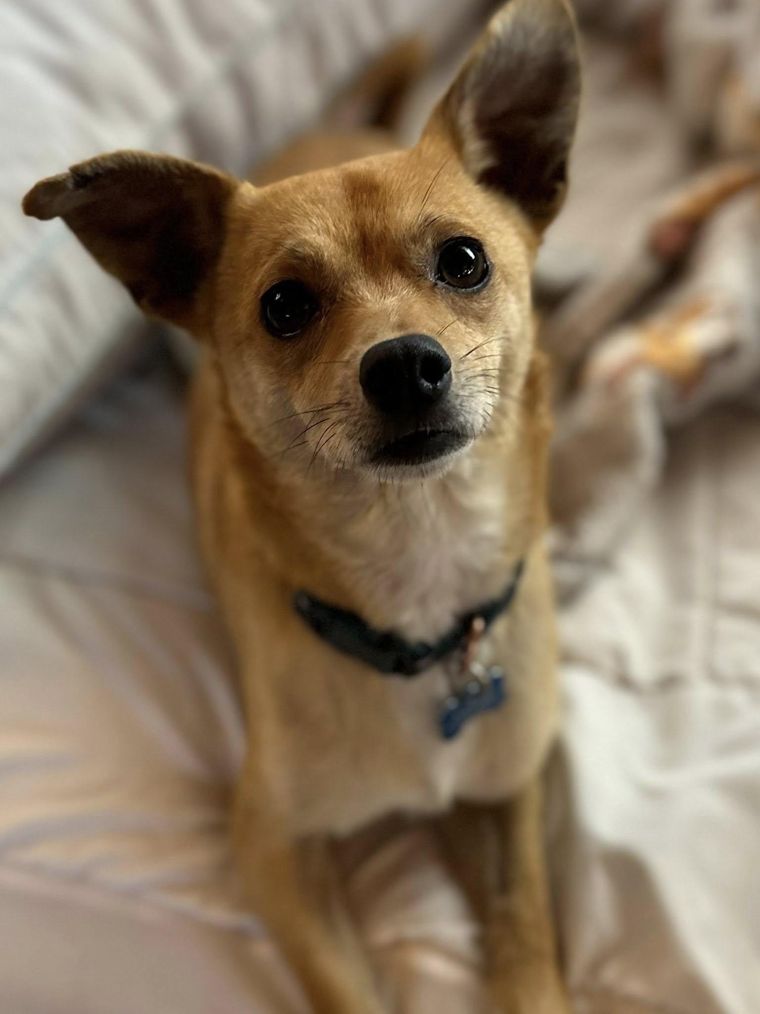 Enlarge Roads, a Adoptable mixed breed in Visalia, CA image 1/3