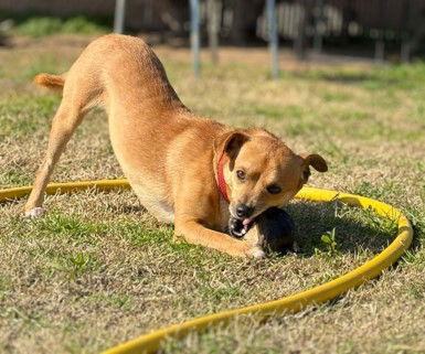 Enlarge Roads, a Adoptable mixed breed in Visalia, CA image 2/3