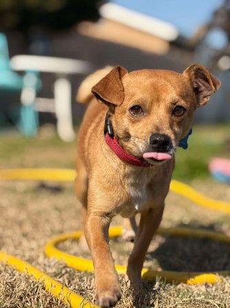 Enlarge Roads, a Adoptable mixed breed in Visalia, CA image 3/3