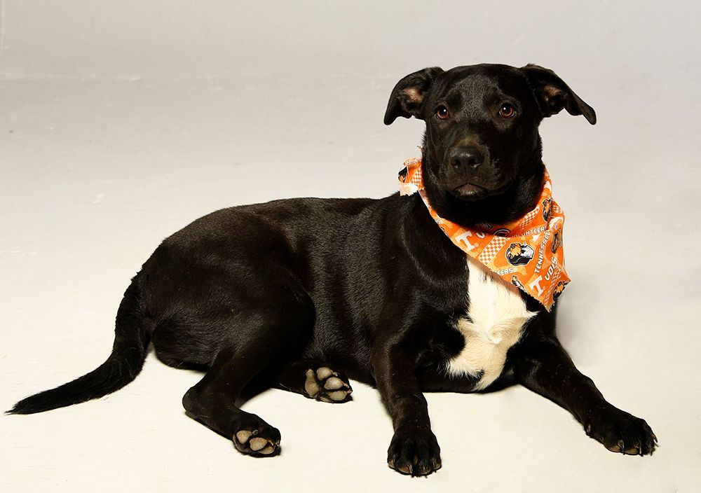 Guac, Adoptable, Young Male Black Labrador Retriever & Terrier.