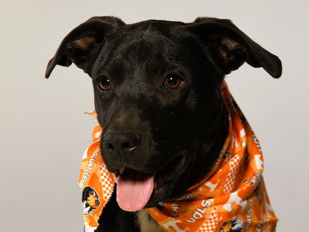 Guac, Adoptable, Young Male Black Labrador Retriever & Terrier.