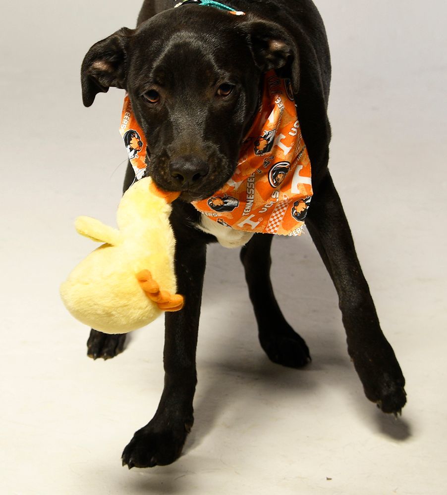 Guac, Adoptable, Young Male Black Labrador Retriever & Terrier.
