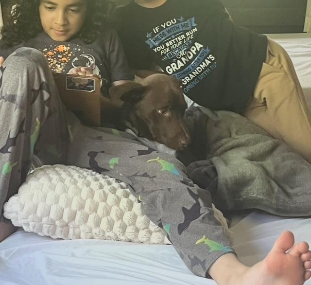 Enlarge Sashi, a Adoptable Mixed Breed in CHURCHVILLE, NY image 2/5