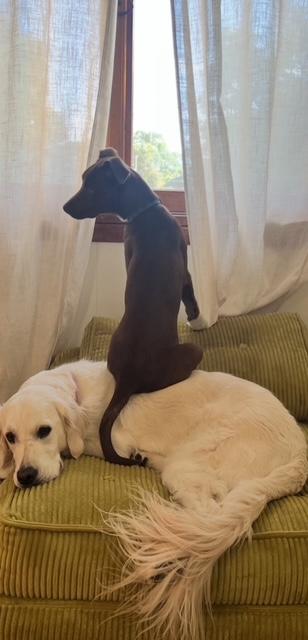 Enlarge Sashi, a Adoptable Mixed Breed in CHURCHVILLE, NY image 3/5