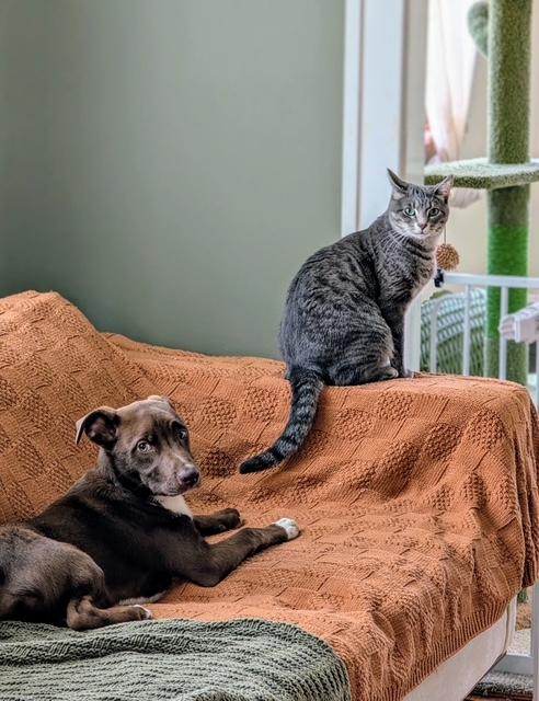 Enlarge Sashi, a Adoptable Mixed Breed in CHURCHVILLE, NY image 4/5