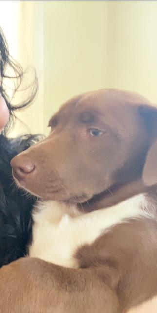 Enlarge Sashi, a Adoptable Mixed Breed in CHURCHVILLE, NY image 1/5